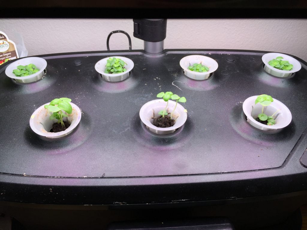 Aerogarden Basil Thai Holy and Italian Sweet Basil Regrow 3 all day i eat like a shark