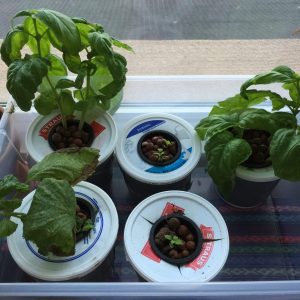 hydroponic basil