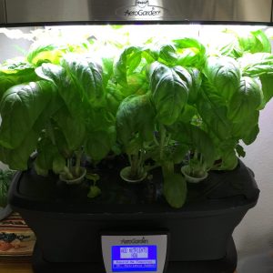 aerogarden thai italian basil week 5 front