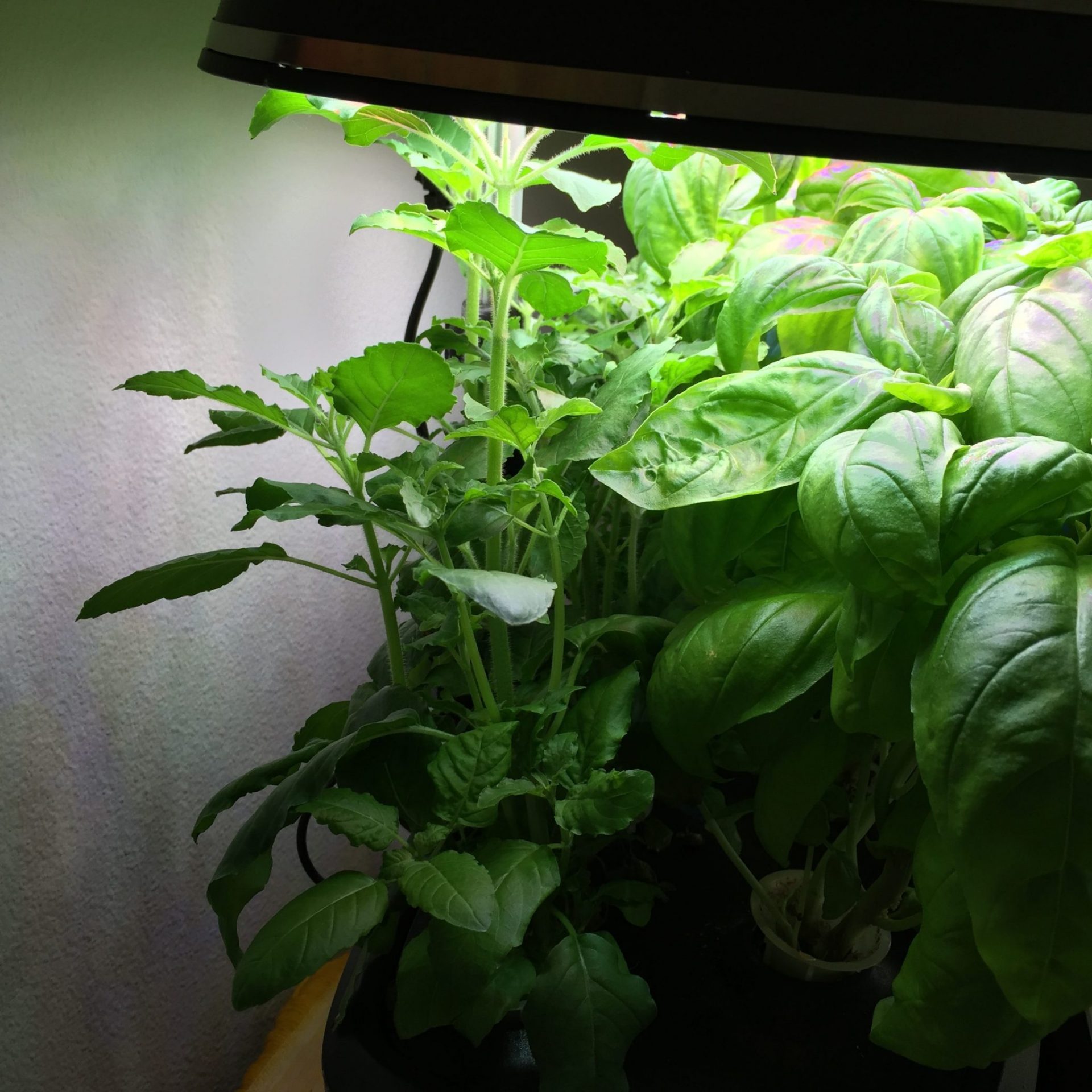 aerogarden thai italian basil week 5