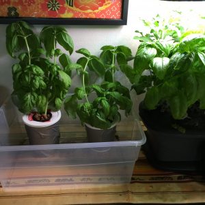basil cutting kratky