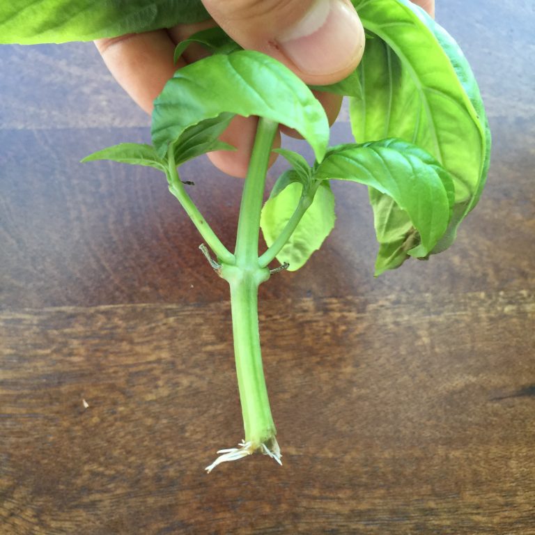 basil cutting with roots