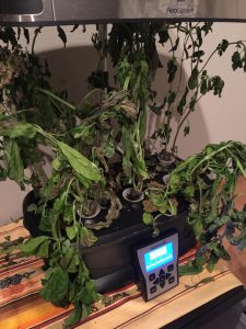 aerogarden basil dead