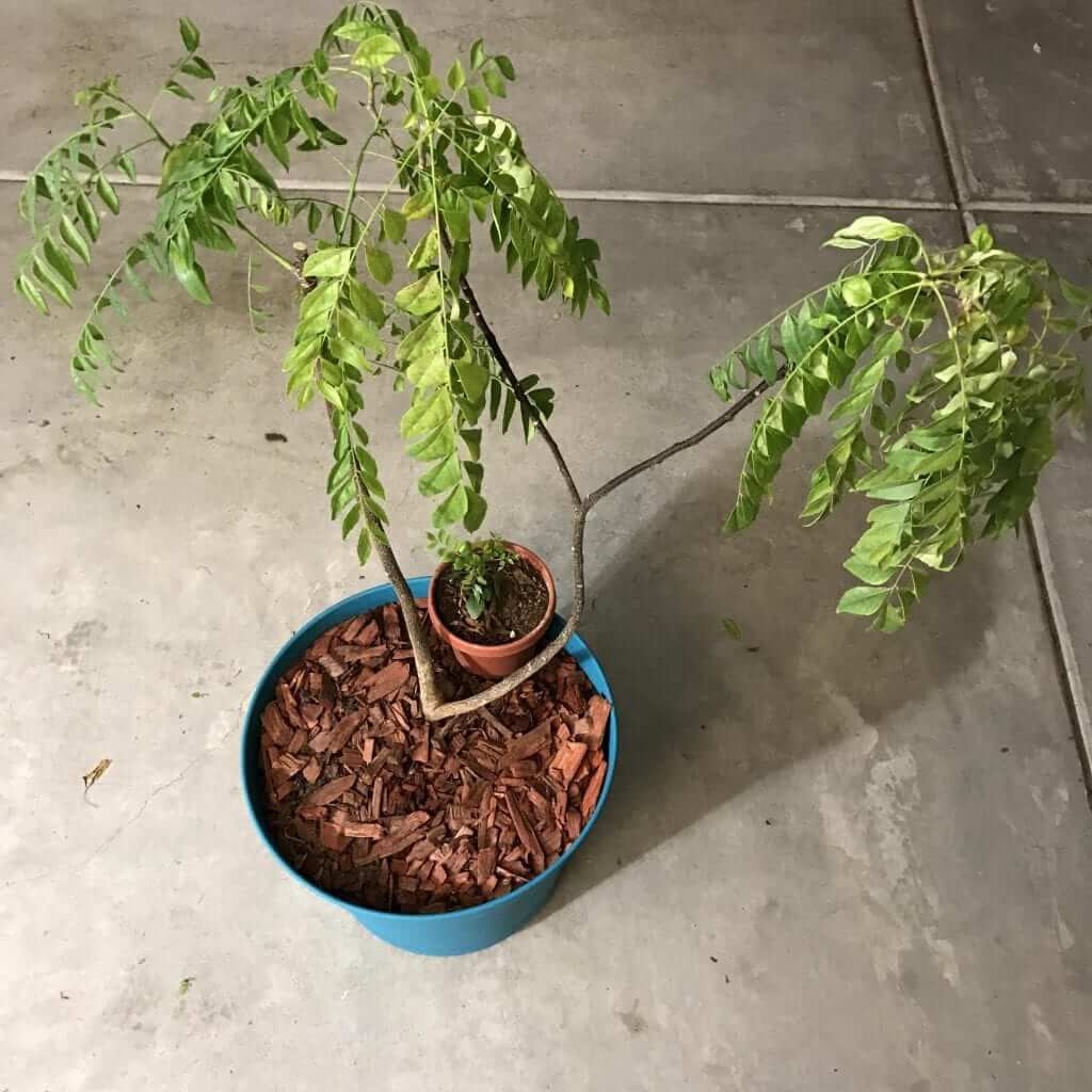curry leaf tree plant | www.alldayieat.com