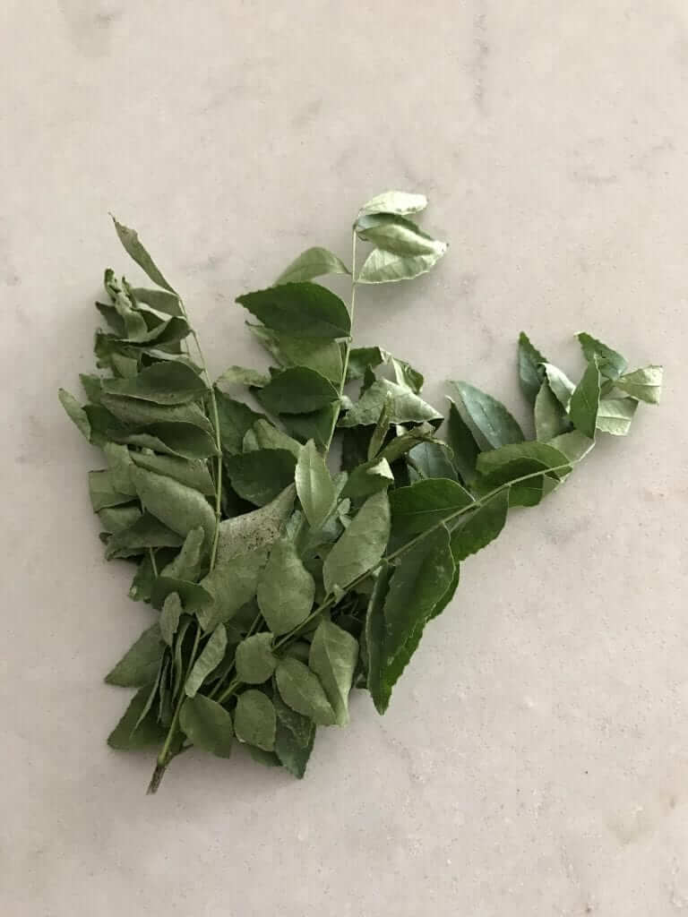 curry leaf tree plant | www.alldayieat.com
