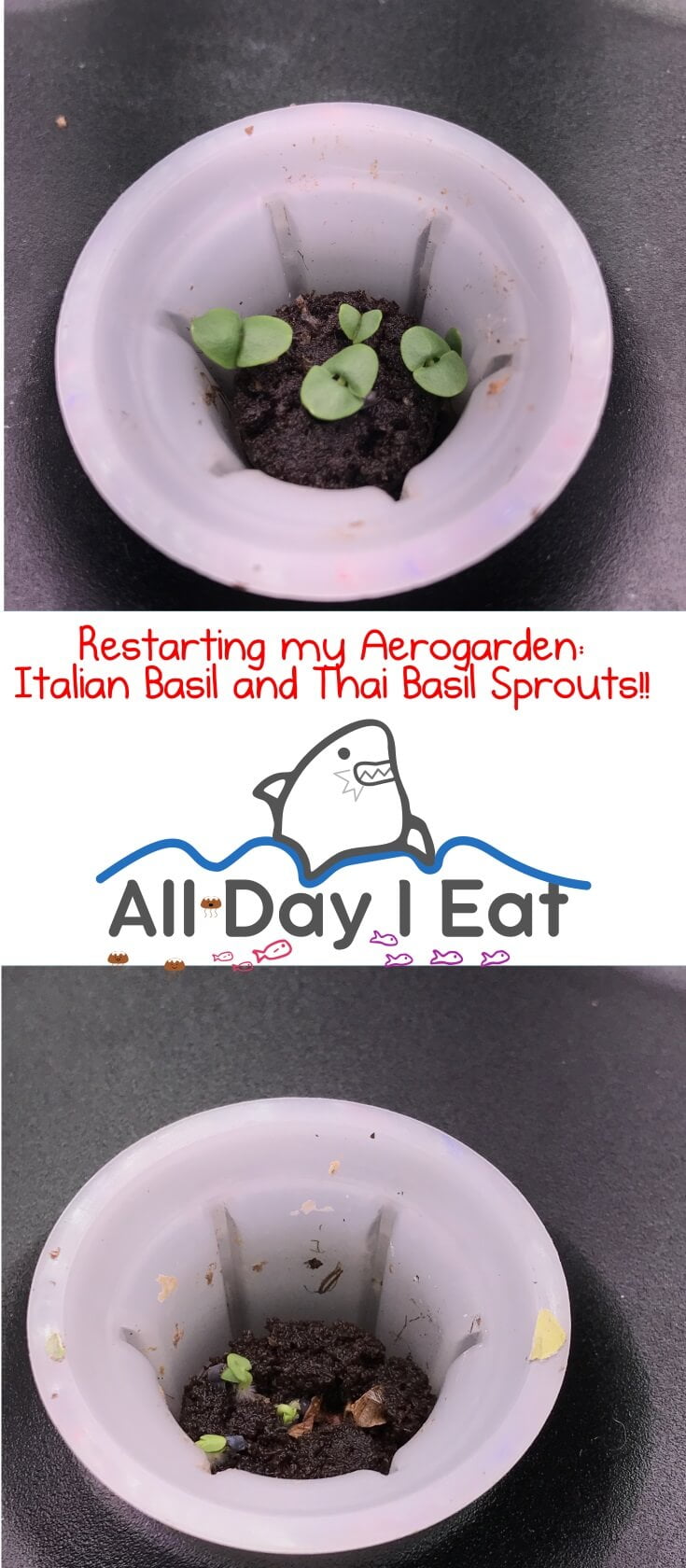 Restarting my Aerogarden with Thai Holy Basil (tulsi) and Italian sweet basil.Growing your own herbs indoors, hydroponically, and organically couldn't be any easier! | www.alldayieat.com