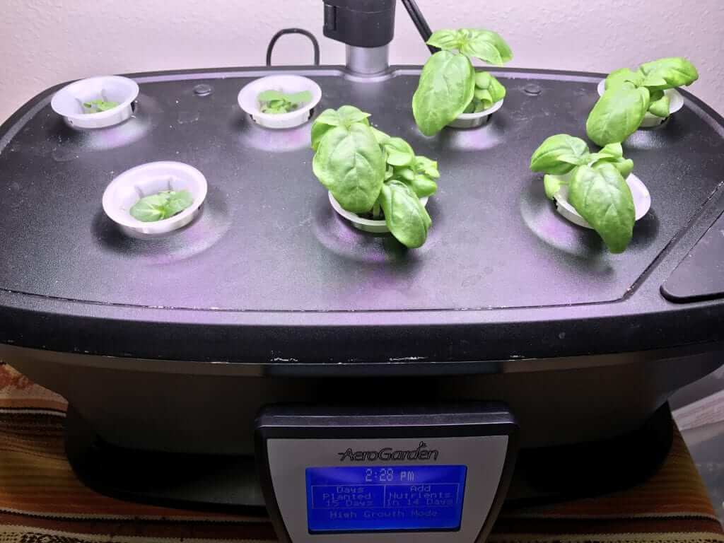 aerogarden led ultra thai holy basil italian sweet | www.alldayieat.com