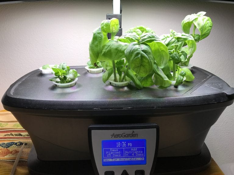 aerogarden led ultra thai holy basil italian sweet | www.alldayieat.com