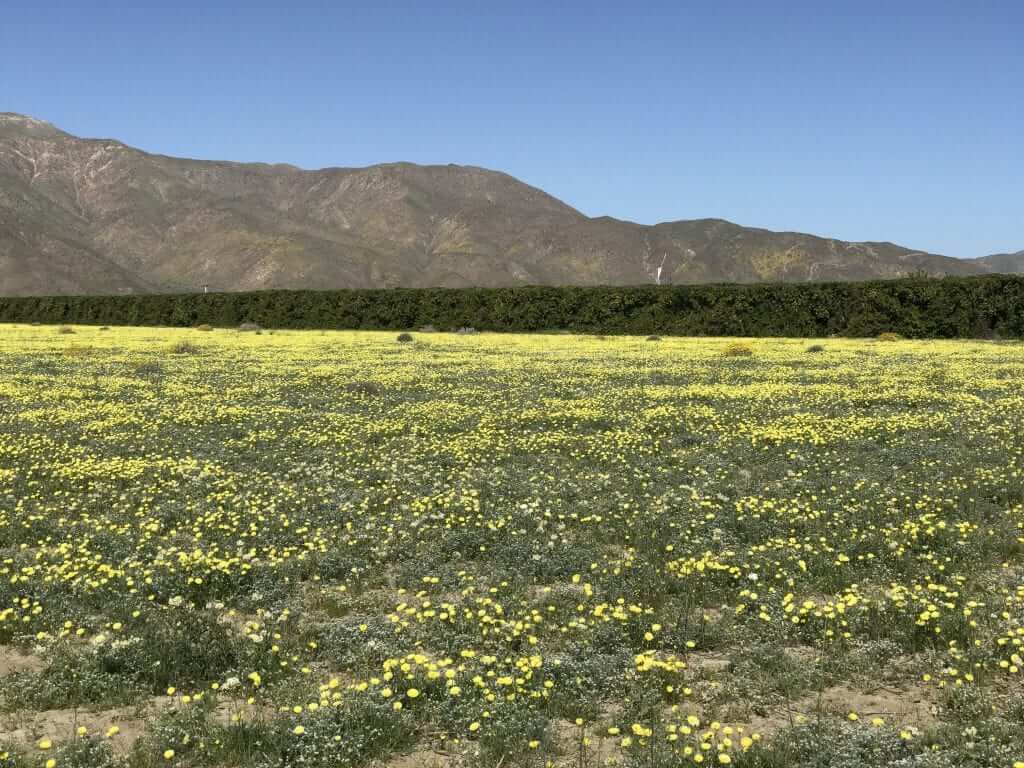 Anza Borrego State Park Wildflower Road Trip March 2017