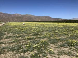 Anza Borrego State Park Wildflower Road Trip March 2017