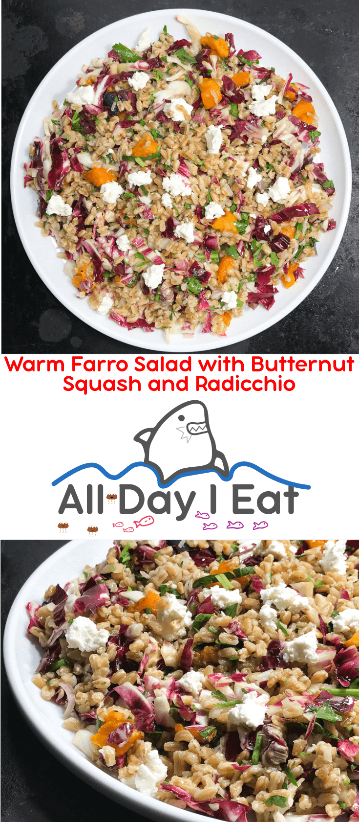 Warm Farro salad with Butternut Squash and Radicchio begs to be eaten with it's invitingly bright colors and fluffy crumbles of cheese. Naturally colorful and naturally delicious, I was very pleased with the outcome of this salad! Farro is the perfect vehicle for crunchy slightly bitter radicchio, sweet roasted butternut squash, and creamy goat cheese :)