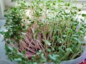 Growing Microgreens Part 1- Red and White Daikon, Wasabi, and Amaranth-2 (2)