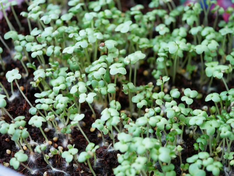 Growing Microgreens Part 1- Red and White Daikon, Wasabi, and Amaranth-4 (2)