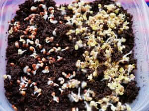 Sprouting seeds in a plastic container.