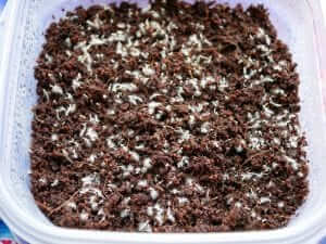 A plastic container filled with dirt and seeds.