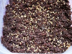 A plastic container with seeds in it.