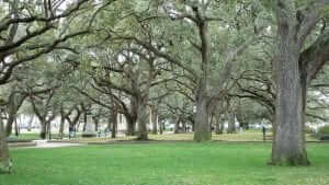 charleston south carolina white point garden