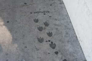 A pair of footprints on a sidewalk.