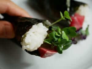 5 day timelapse kaiware daikon radish microgreens