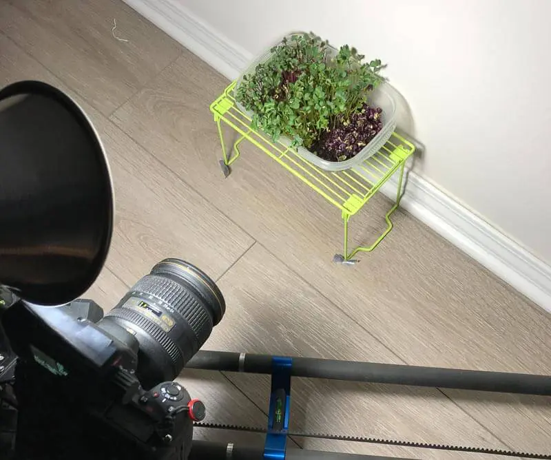 5 day timelapse kaiware daikon radish microgreens