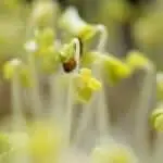 trueleaf market hydroponic microgreen macro