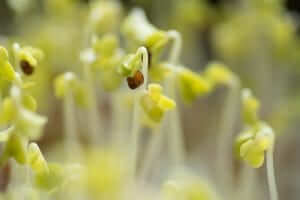 trueleaf market hydroponic microgreen macro