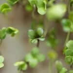 trueleaf market hydroponic microgreen macro