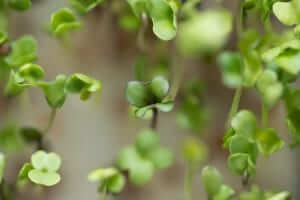 trueleaf market hydroponic microgreen macro