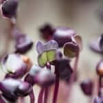 trueleaf market hydroponic microgreen macro