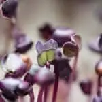 trueleaf market hydroponic microgreen macro