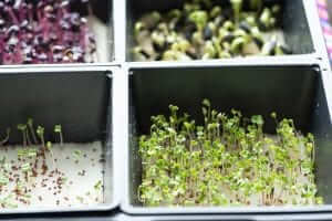 trueleaf market hydroponic microgreen kit sprouts