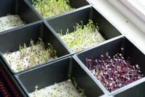 trueleaf market hydroponic microgreen kit sprouts