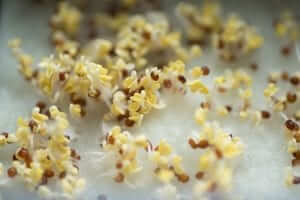 trueleaf market hydroponic microgreen kit sprouts