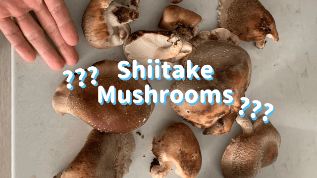 Shiitake Mushrooms