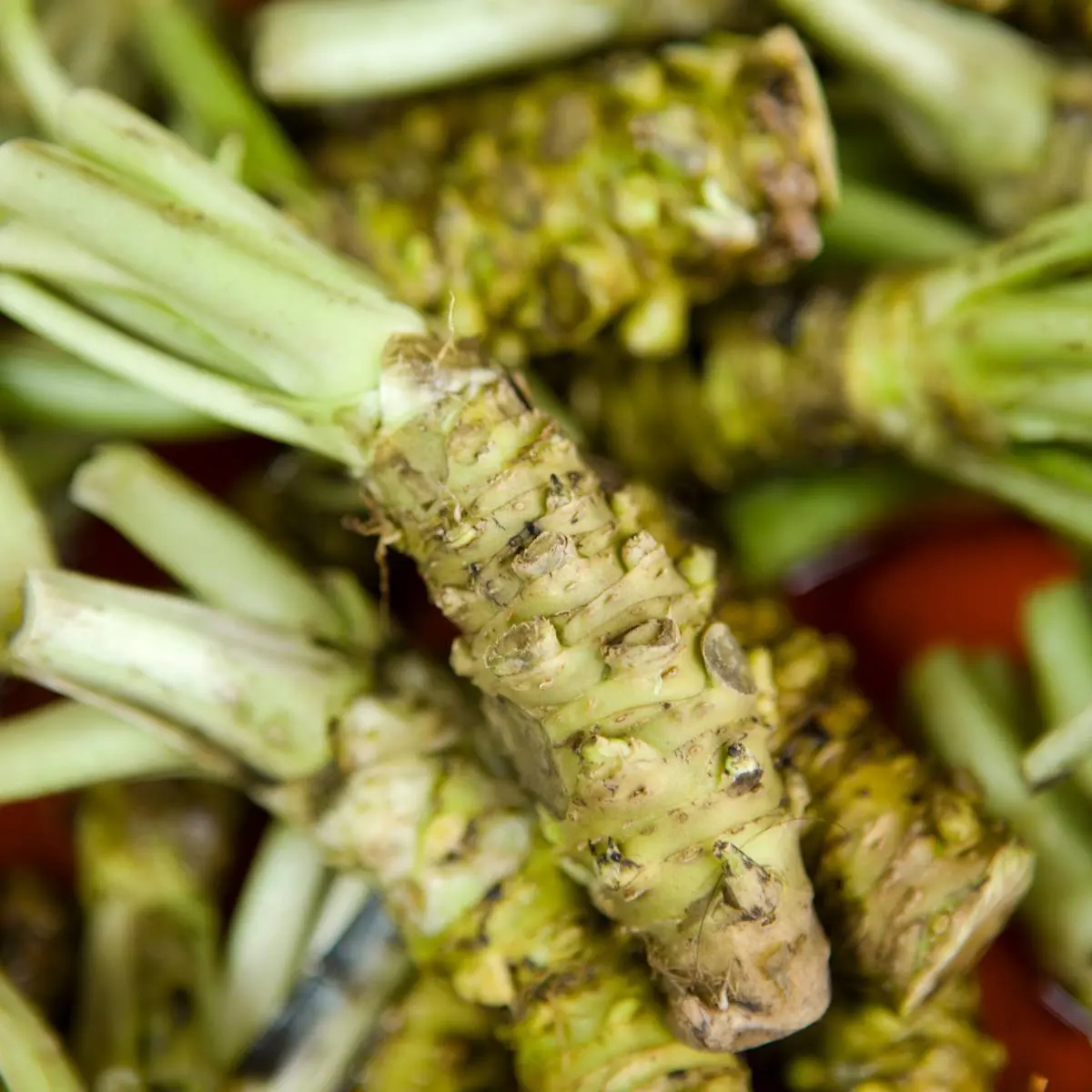 Wasabi plant to make real wasabi paste