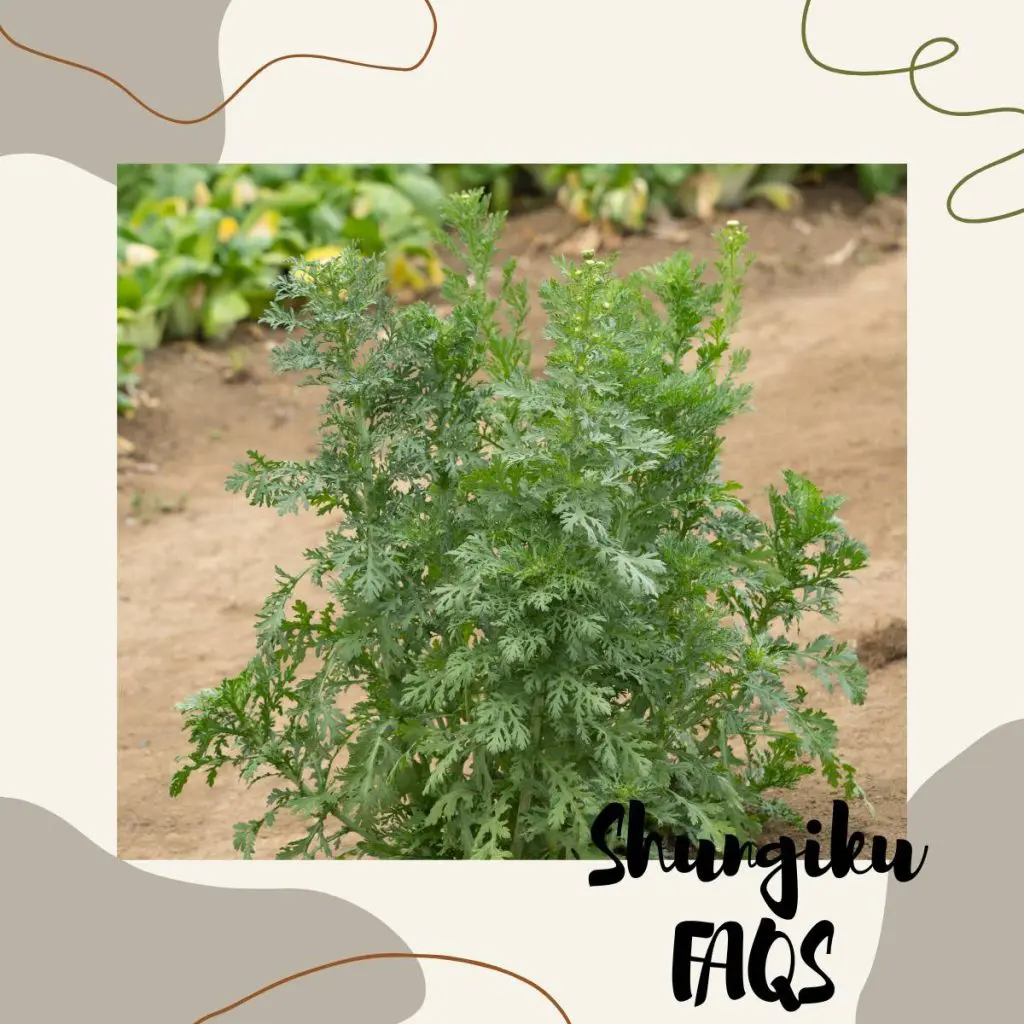 Shungiku faqs