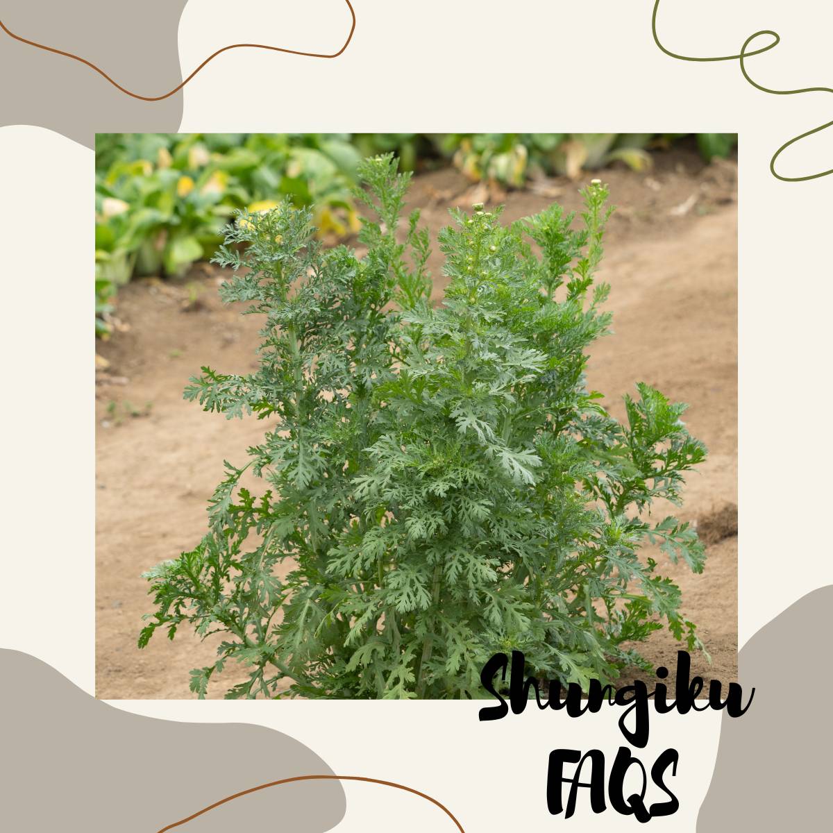 Shungiku faqs