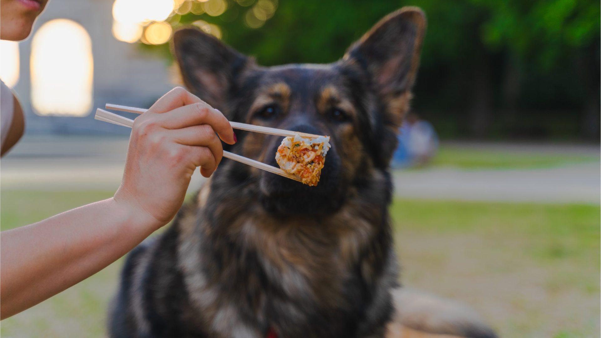 Can Dogs Have Sushi? Expert Opinion And Safety Precautions