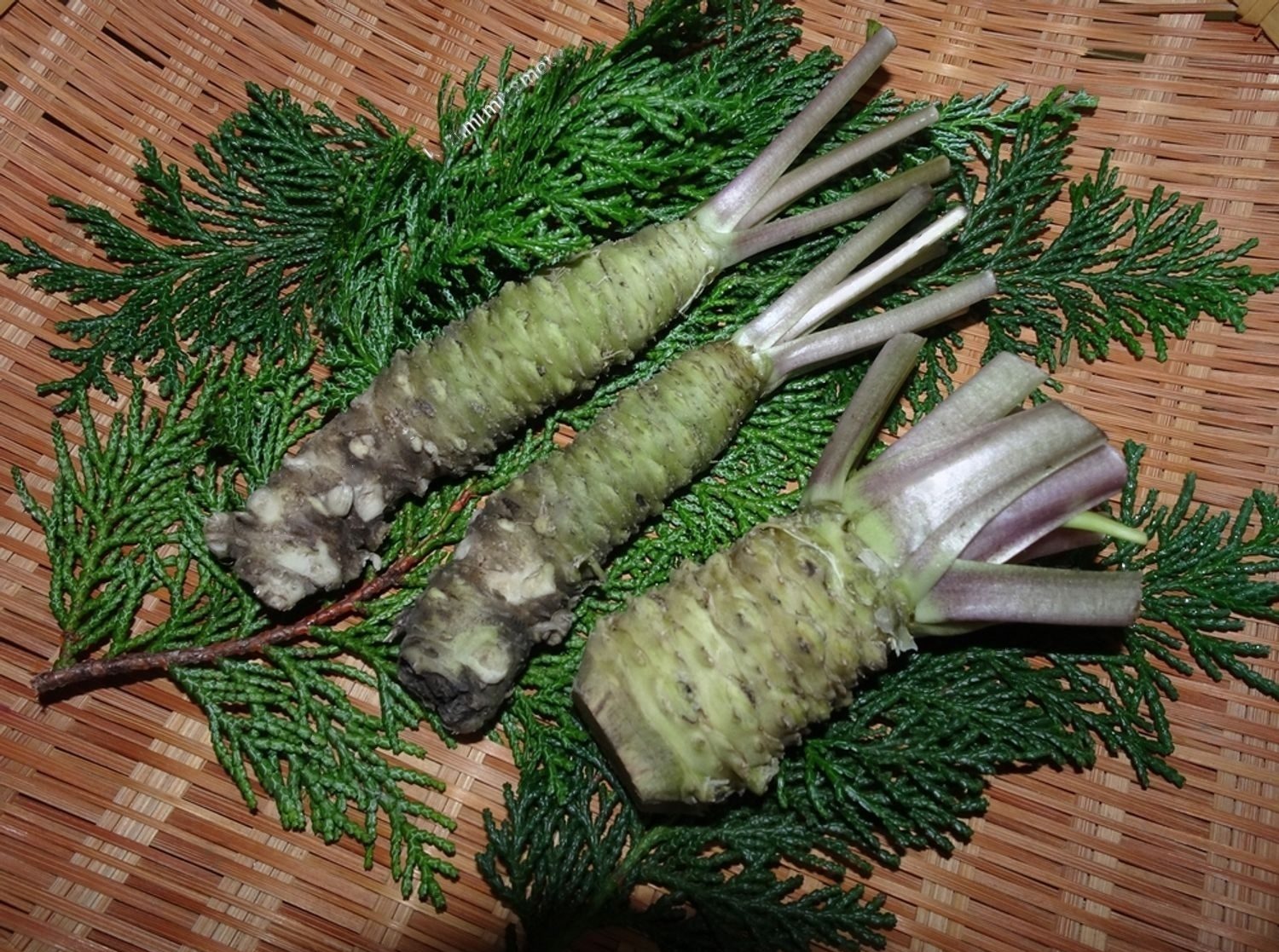 How To Grow Wasabi Indoors Expert Tips For Home Cultivation