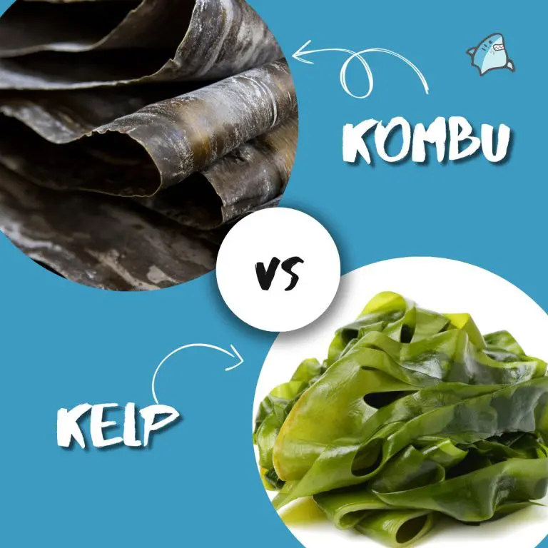 Comparison of kombu (dark, thick seaweed) vs kelp (green, leafy seaweed) with text labels and a shark emoji.